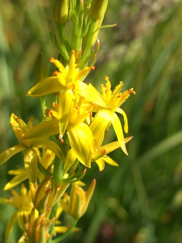 California bog asphodel (Narthecium californicum)
