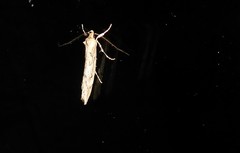 Atomotricha chloronota