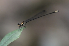 Nososticta impercepta