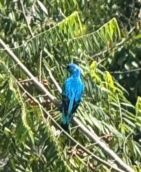 Turquoise Cotinga (Cotinga ridgwayi)