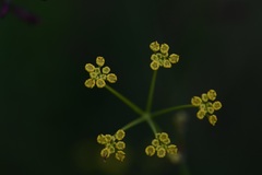 Donnellsmithia juncea