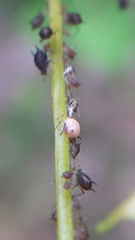 Aphis illinoisensis