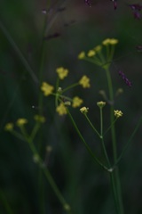Donnellsmithia juncea