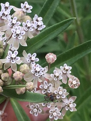 Asclepias mexicana