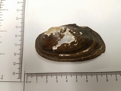 Uniomerus tetralasmus