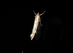 Atomotricha chloronota