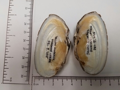 Uniomerus tetralasmus