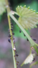 Aphis illinoisensis