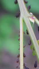 Aphis illinoisensis