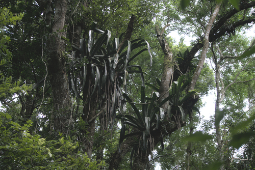 Aechmea floribunda (Aechmea floribunda)