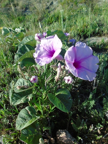 Ipomoea hieronymi, photograph 4