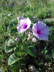 Ipomoea hieronymi, photograph Lucas Carbone, CC BY, iNaturalist via GBIF