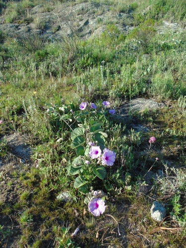 Ipomoea hieronymi, photograph 5