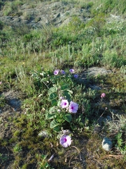 Ipomoea hieronymi, photograph Lucas Carbone, CC BY, iNaturalist via GBIF