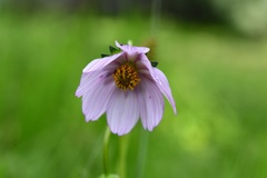 Cosmos diversifolius