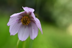 Cosmos diversifolius