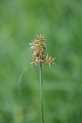 Cyperus manimae