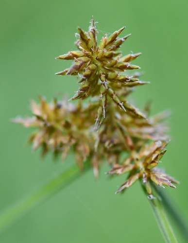 spectacular flatsedge (Cyperus manimae)