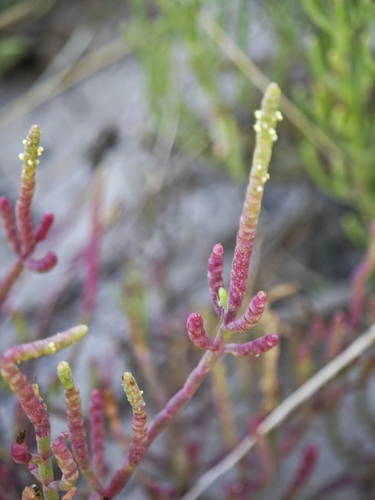 Image of Salicornia neei by (c) Gonzalo González Mora, some rights reserved (CC BY)