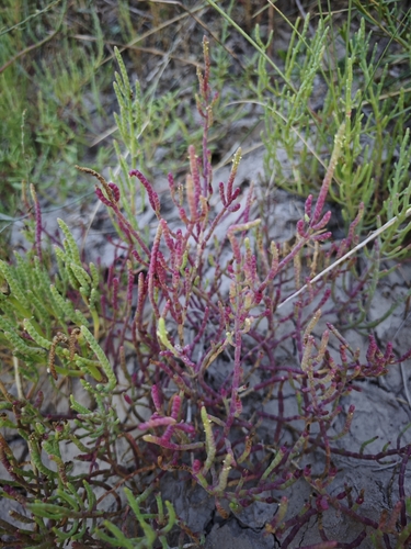 Image of Salicornia neei by (c) Gonzalo González Mora, some rights reserved (CC BY)