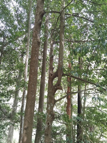 Doryphora sassafras (Doryphora sassafras)