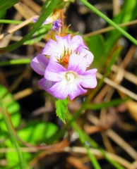 Melochia spicata