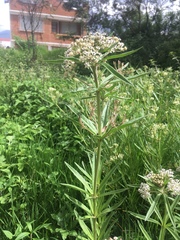 Asclepias mexicana