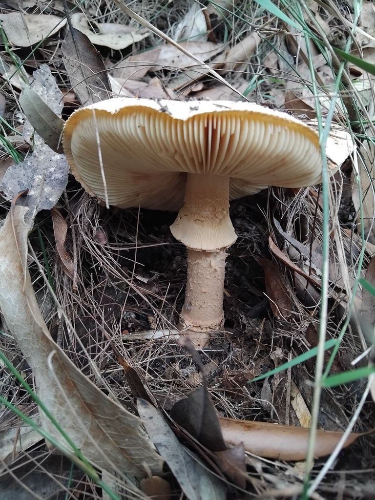 Amanita ochrophylla · February 2025 · photo: © sofiazed1 (iNaturalist, cc-by)
