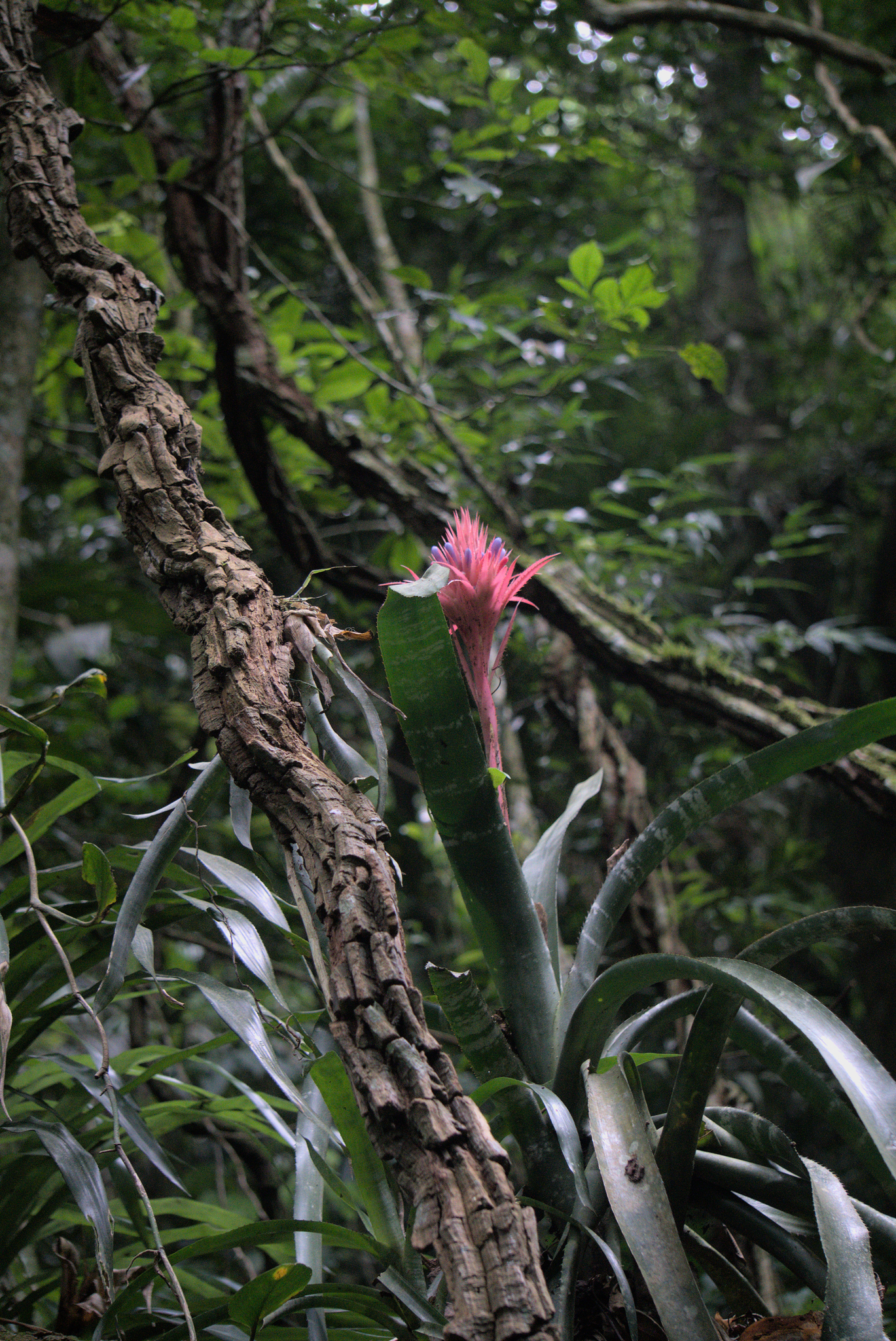 Imagem de Bromélia