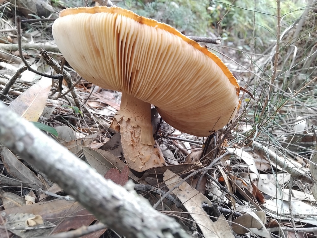 Amanita ochrophylla · February 2025 · photo: © sofiazed1 (iNaturalist, cc-by)