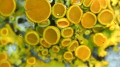 Xanthomendoza montana