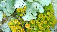 Xanthomendoza montana