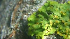 Xanthomendoza montana