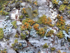 Xanthomendoza montana