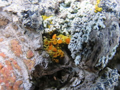 Xanthomendoza montana