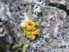 Xanthomendoza montana