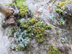 Xanthomendoza montana