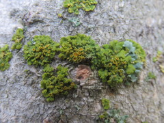 Xanthomendoza montana