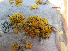 Xanthomendoza montana