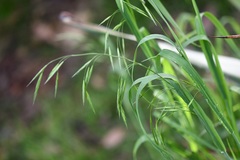 Bromus anomalus