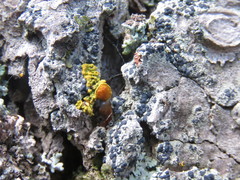 Xanthomendoza montana