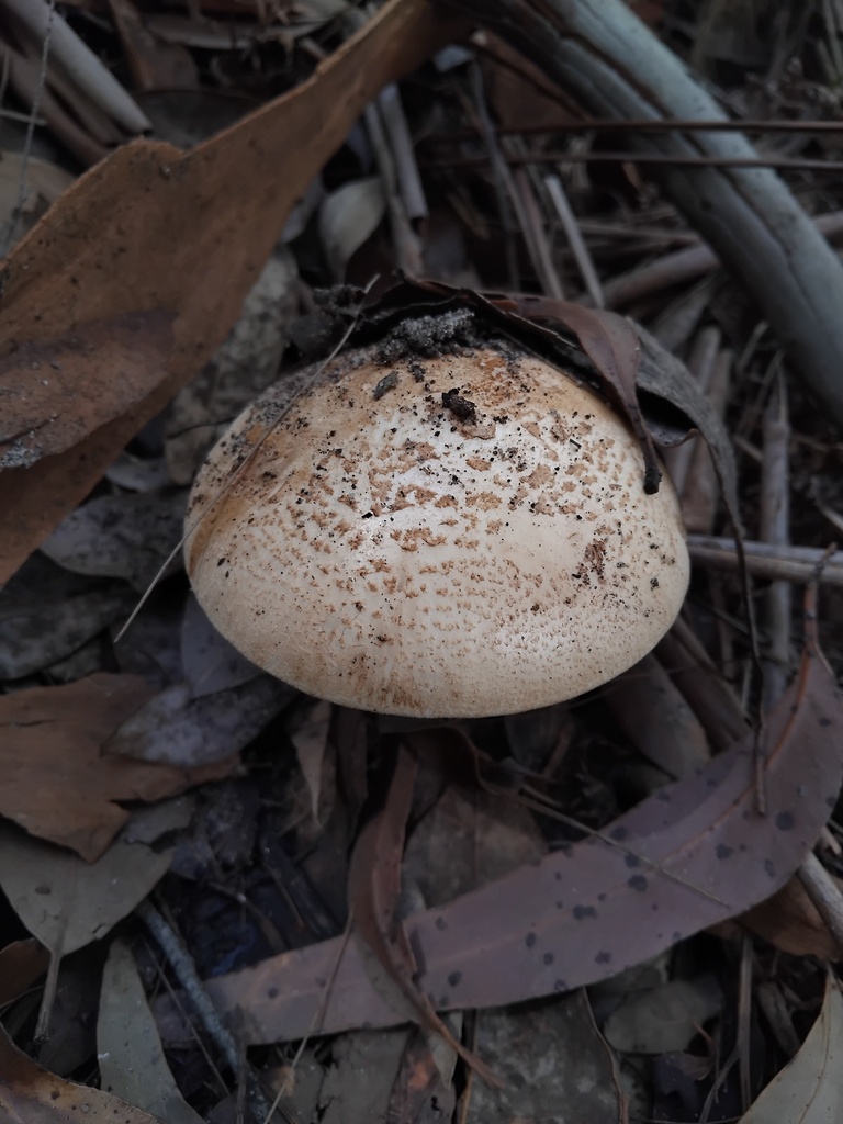 Amanita ochrophylla · February 2025 · photo: © sofiazed1 (iNaturalist, cc-by)
