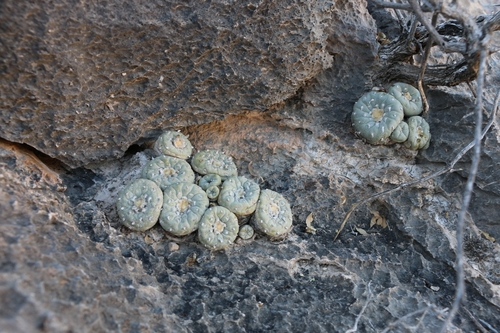 Lophophora fricii