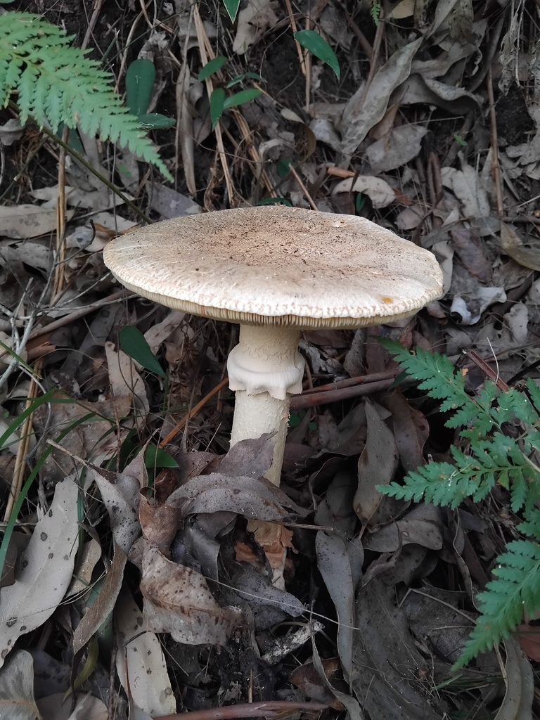 Amanita ochrophylla