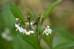 Solanum aligerum