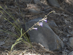 Penstemon roezlii