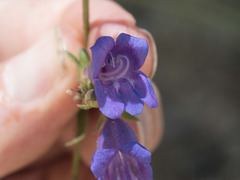 Penstemon roezlii