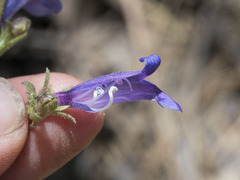 Penstemon roezlii