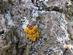 Xanthomendoza montana