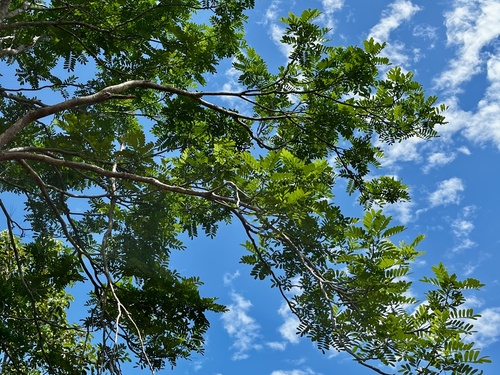 Foto de Marupá